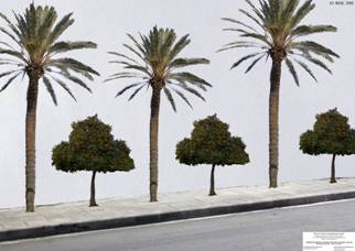 Palm and orange trees